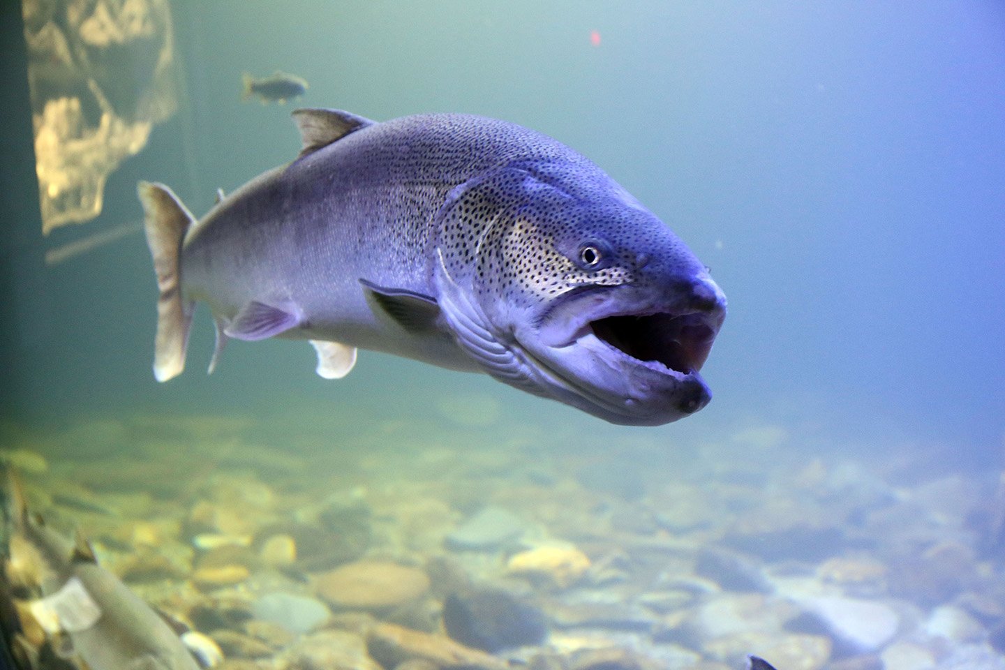 🐠 산의 수족관(야마노스이조쿠칸) - 북쪽 대지의 수족관(키타노다이치노스이조쿠칸) 이미지 4